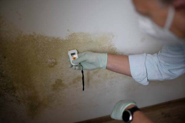 Insurance-Related Mold Remediation